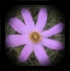 cosmos bipinnata